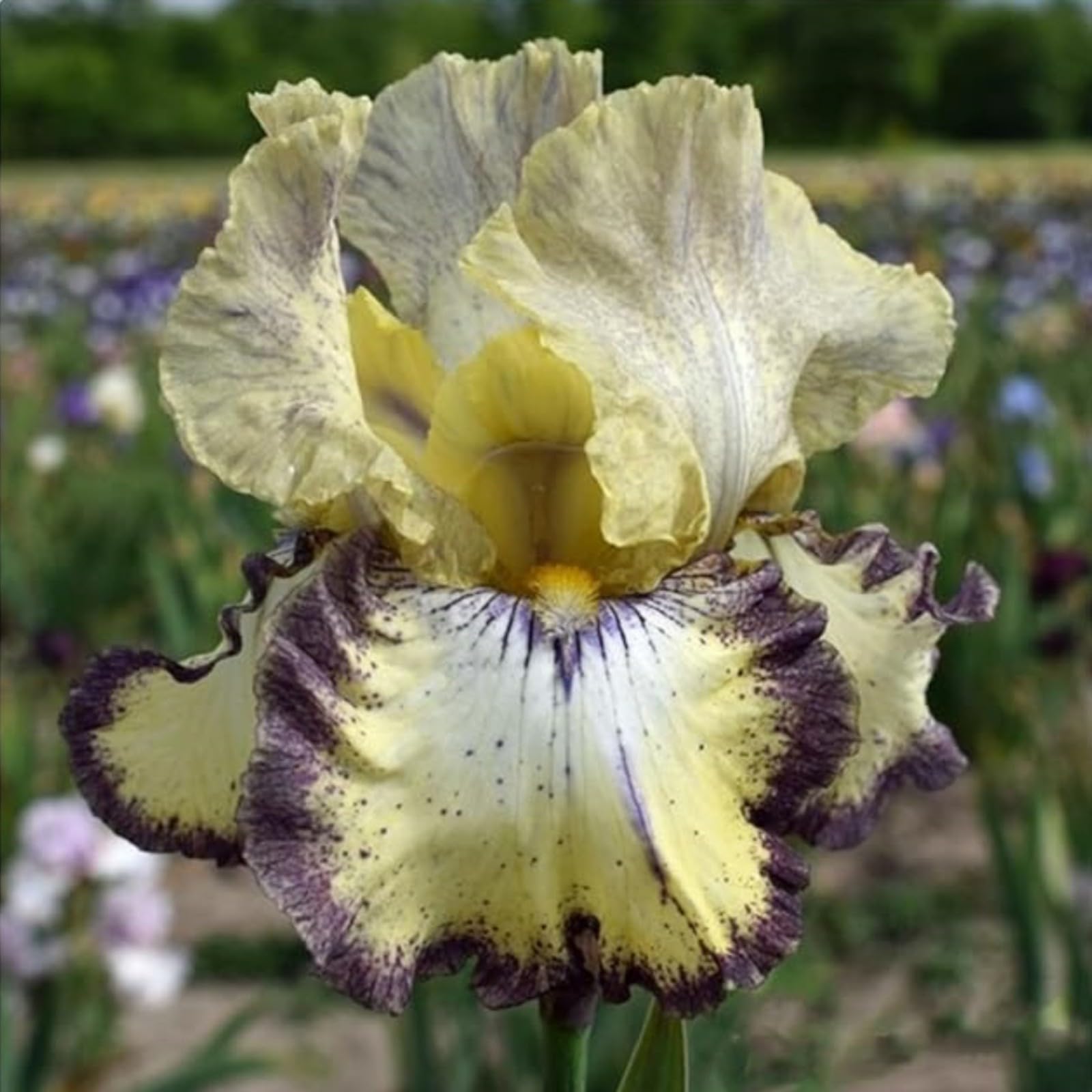 Iris Bulbs for Planting Now UK,Wedding Flowers,Plant Bulbs,Cut Flowers,Hardy Perennial,Garden Flowers,Iris Bulbs,Strong Plants That Grow Well-5Bulbs-C