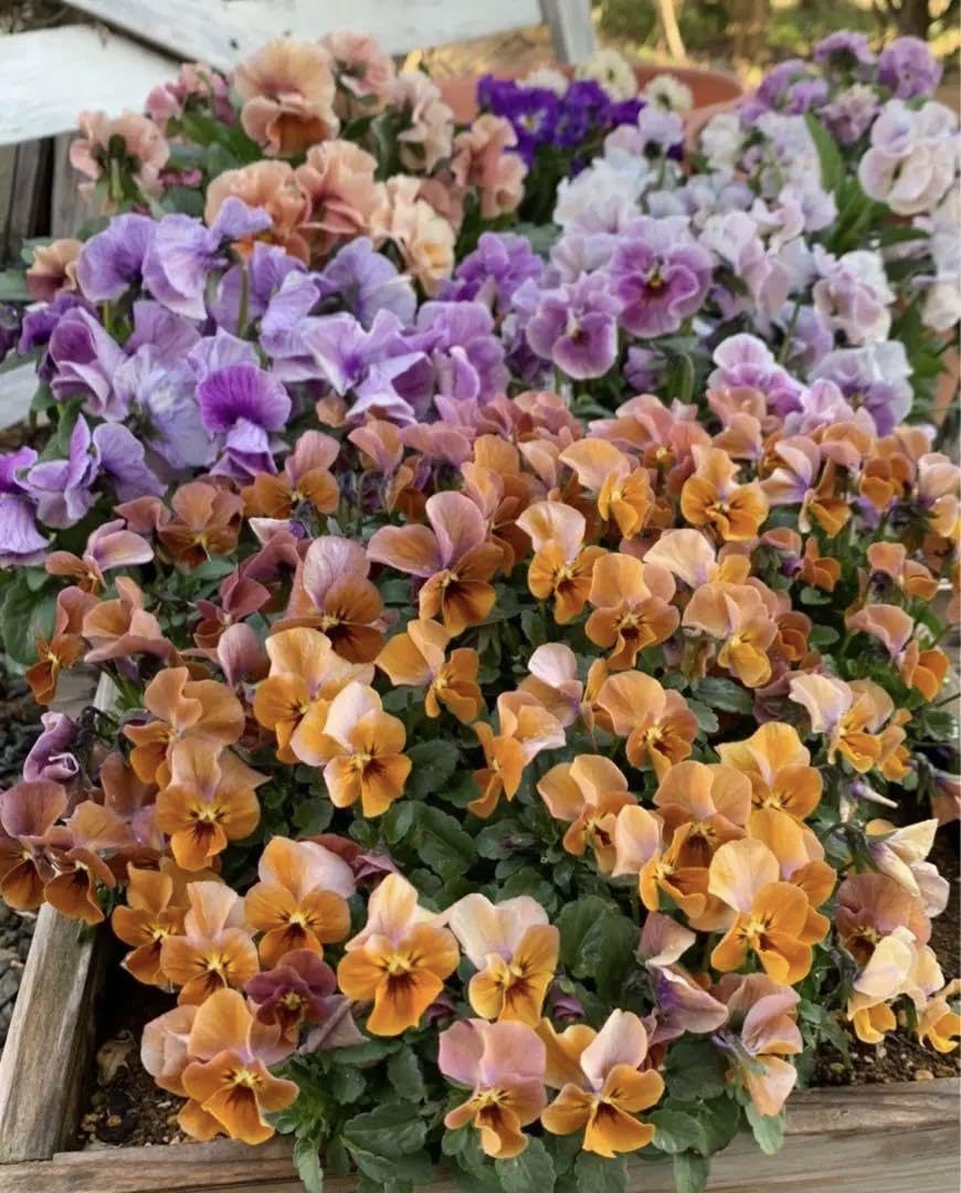 Amazon.co.jp: ビオラの種 アンティーク 花の種 植物 種