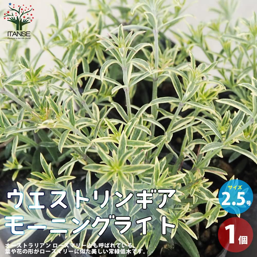 ウエストリンギア モーニングライト / 540 送料無料】ウエストリンギア