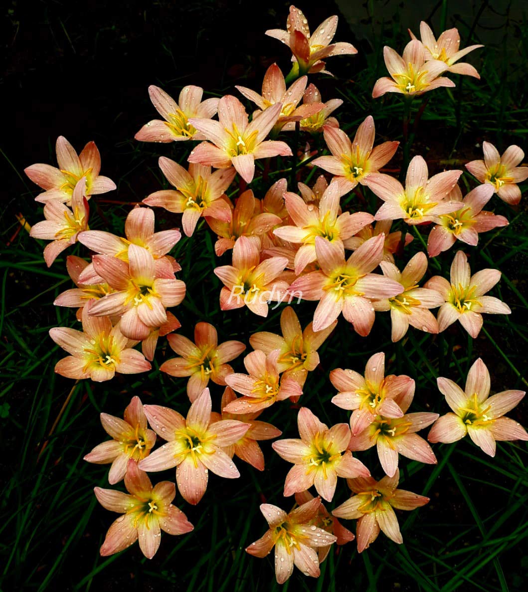 Plants Point Rudyn Gladioli Farm Zephyranthes Apricot (10bulbs) (B08CXVBZCG) Amazon Price History, Amazon Price Tracker