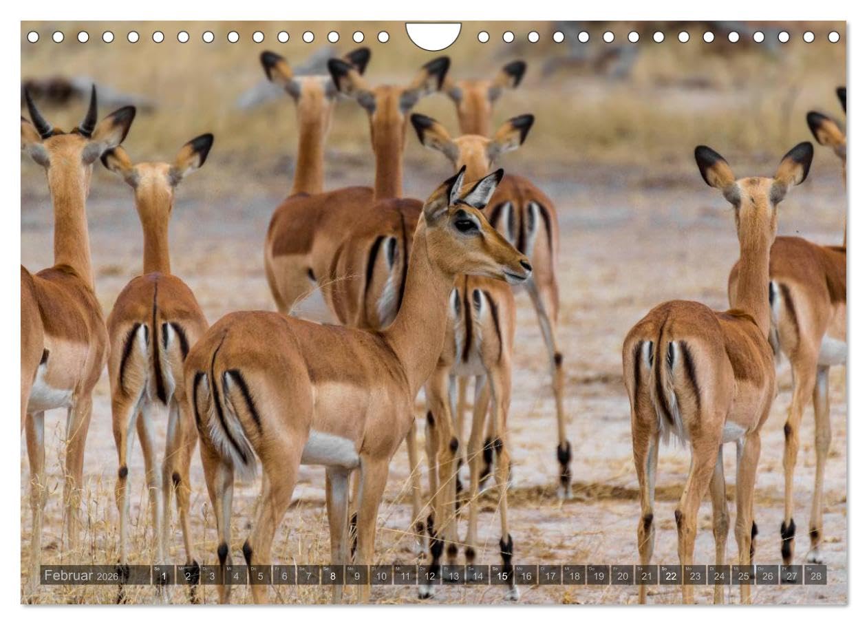 Südafrika - Die Tierwelt (Wandkalender 2026 DIN A4 quer), CALVENDO Monatskalender: 12 wunderschöne Tieraufnahmen aus Südafrika von dem Fotografen und Grafik-Designer Olaf Bruhn (CALVENDO Natur)