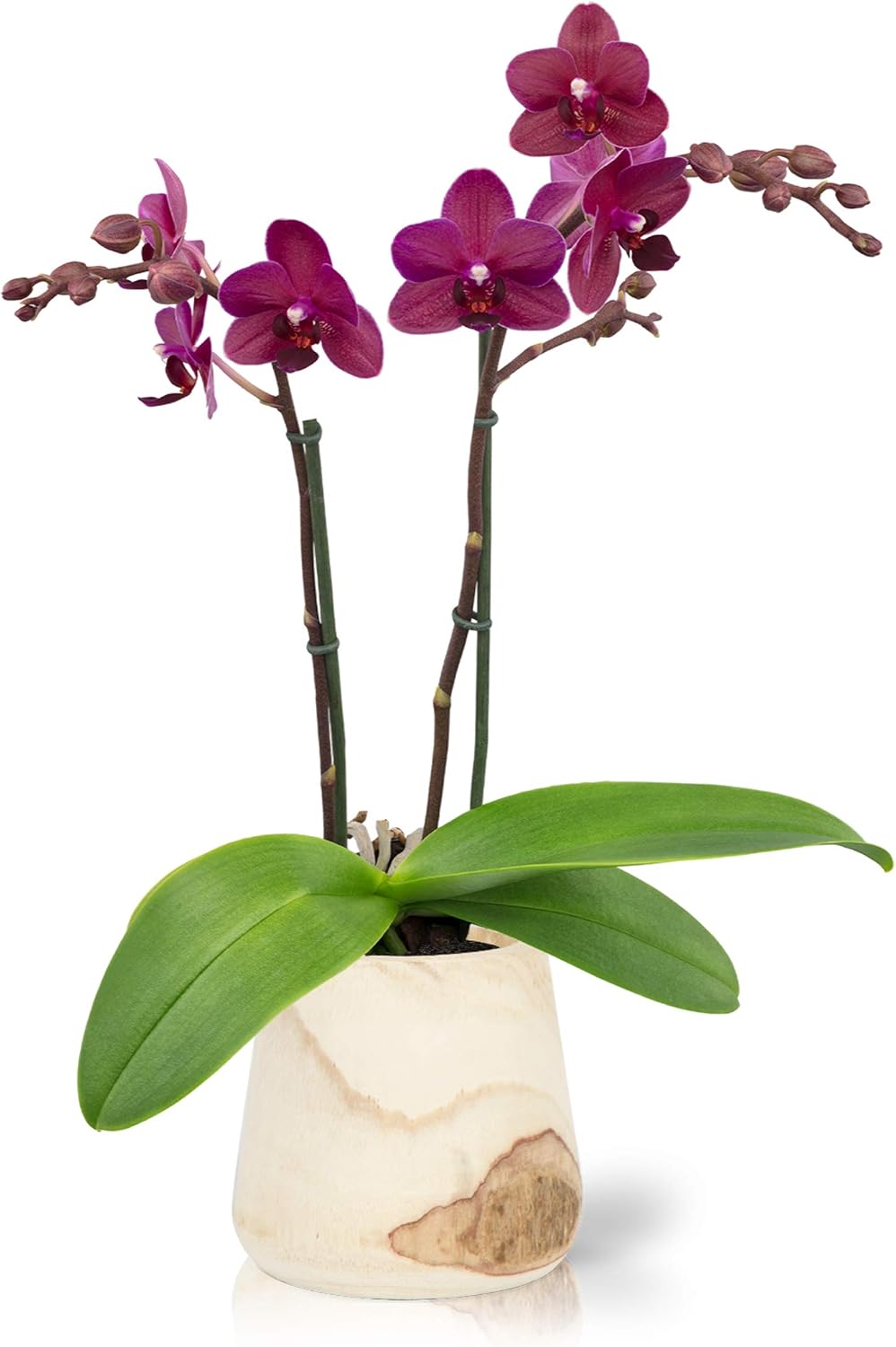 Color Orchids Live Phalaenopsis in Wooden Pot Orchid Plant, Double stem, Pink