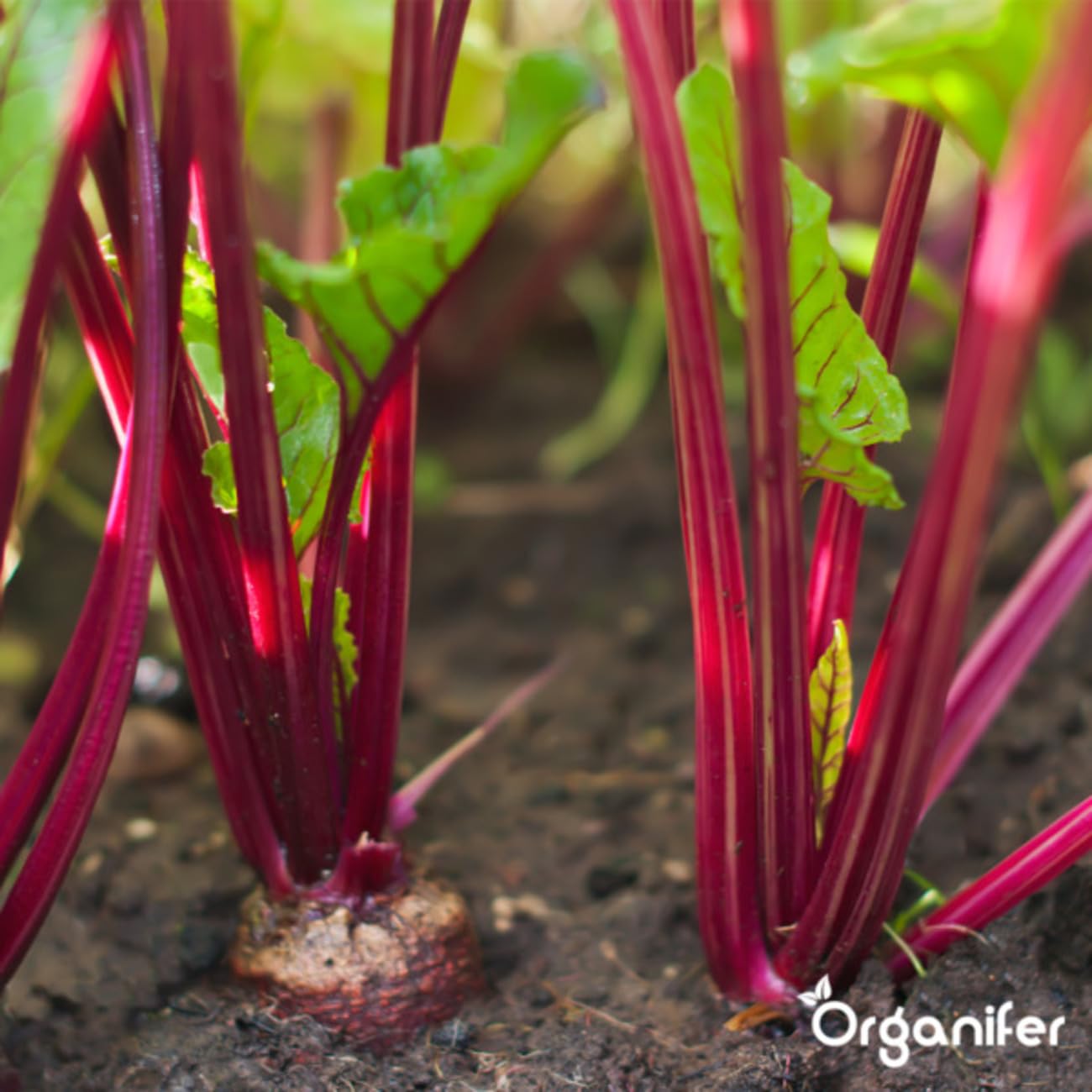 Universal Gartendünger - 20kg = 200m2 | Hochwertiger Dünger Für Alle Gartenpflanzen - Fördert Kräftiges Wachstum Und Reiche Blüte - Organifer