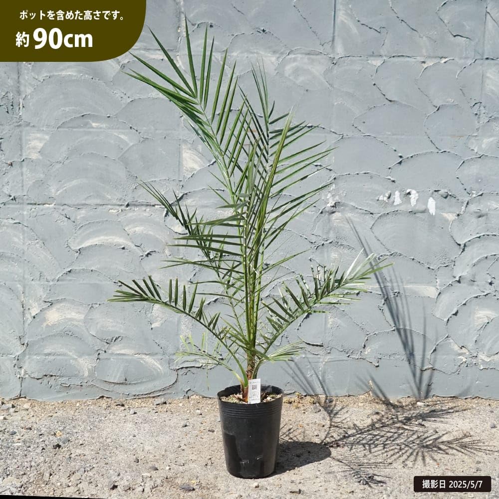 35番：ヤシ・カナリーヤシ