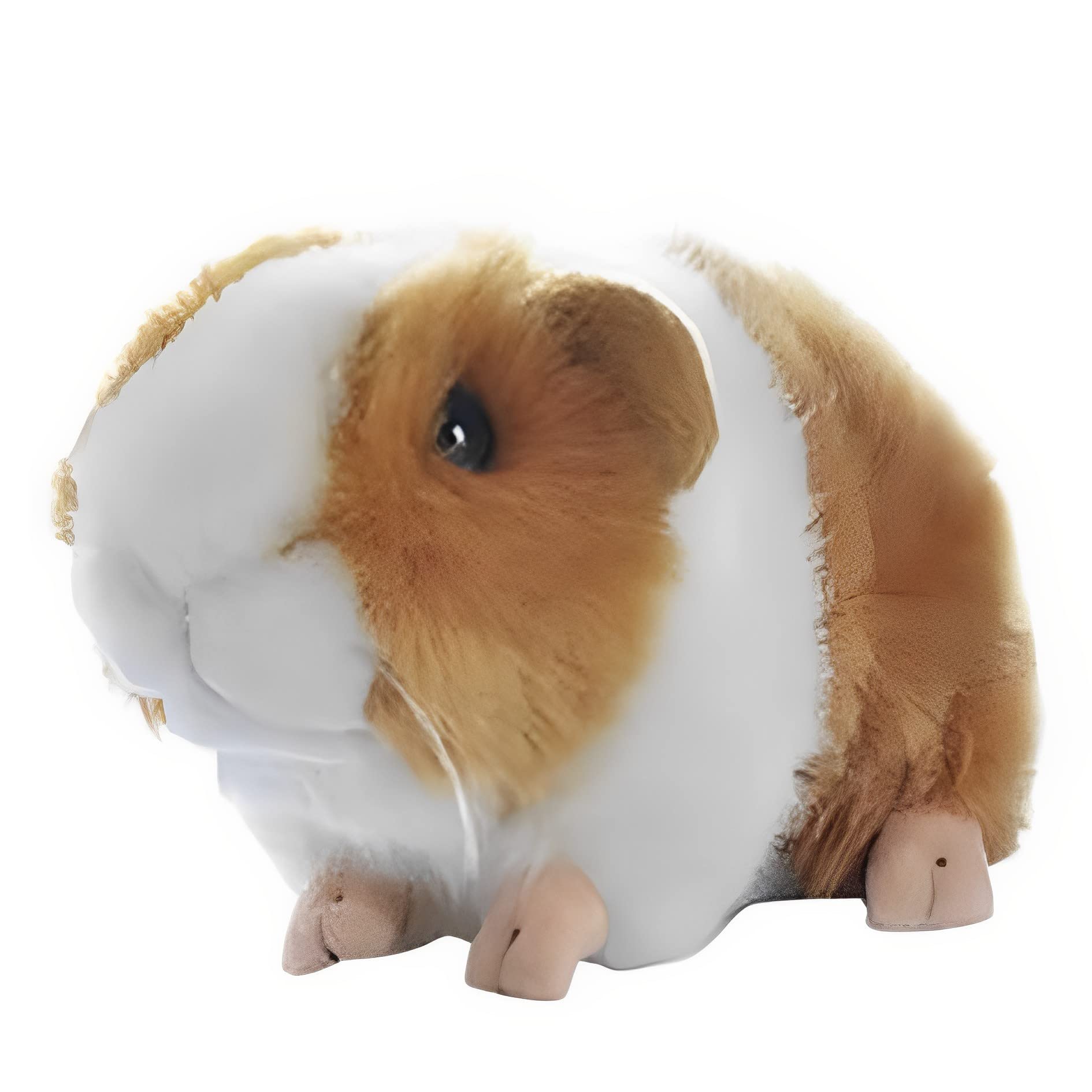 Amazon.co.jp: MIMIA モルモット もるもっと ぬいぐるみ