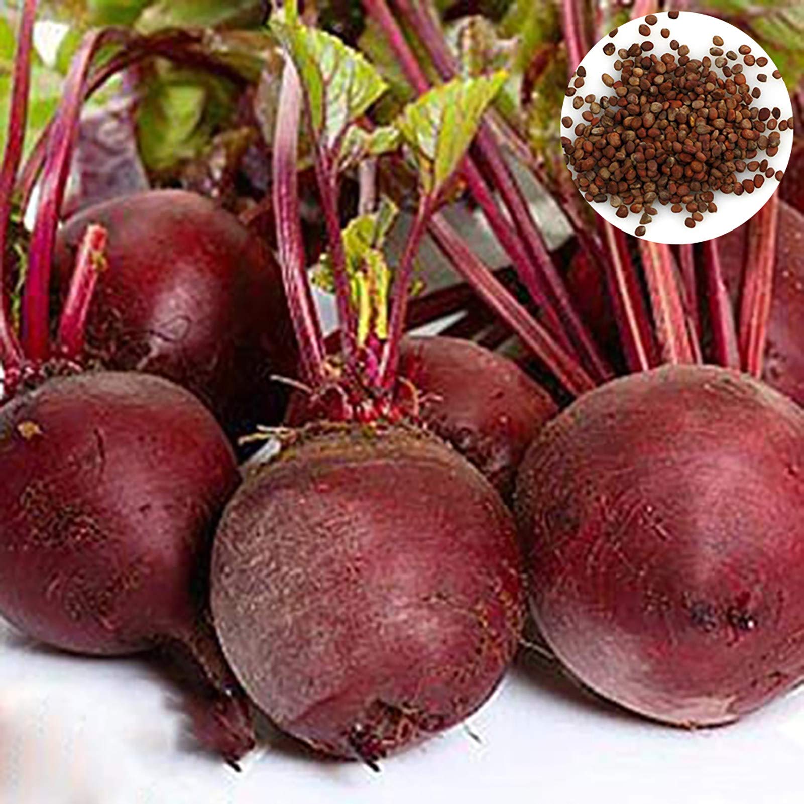50Pcs Beet Seeds Non-GMO Sweet Red High Vitamins Ruby Queen Seeds for Kitchen, Garden and Balcony - Beet Seeds