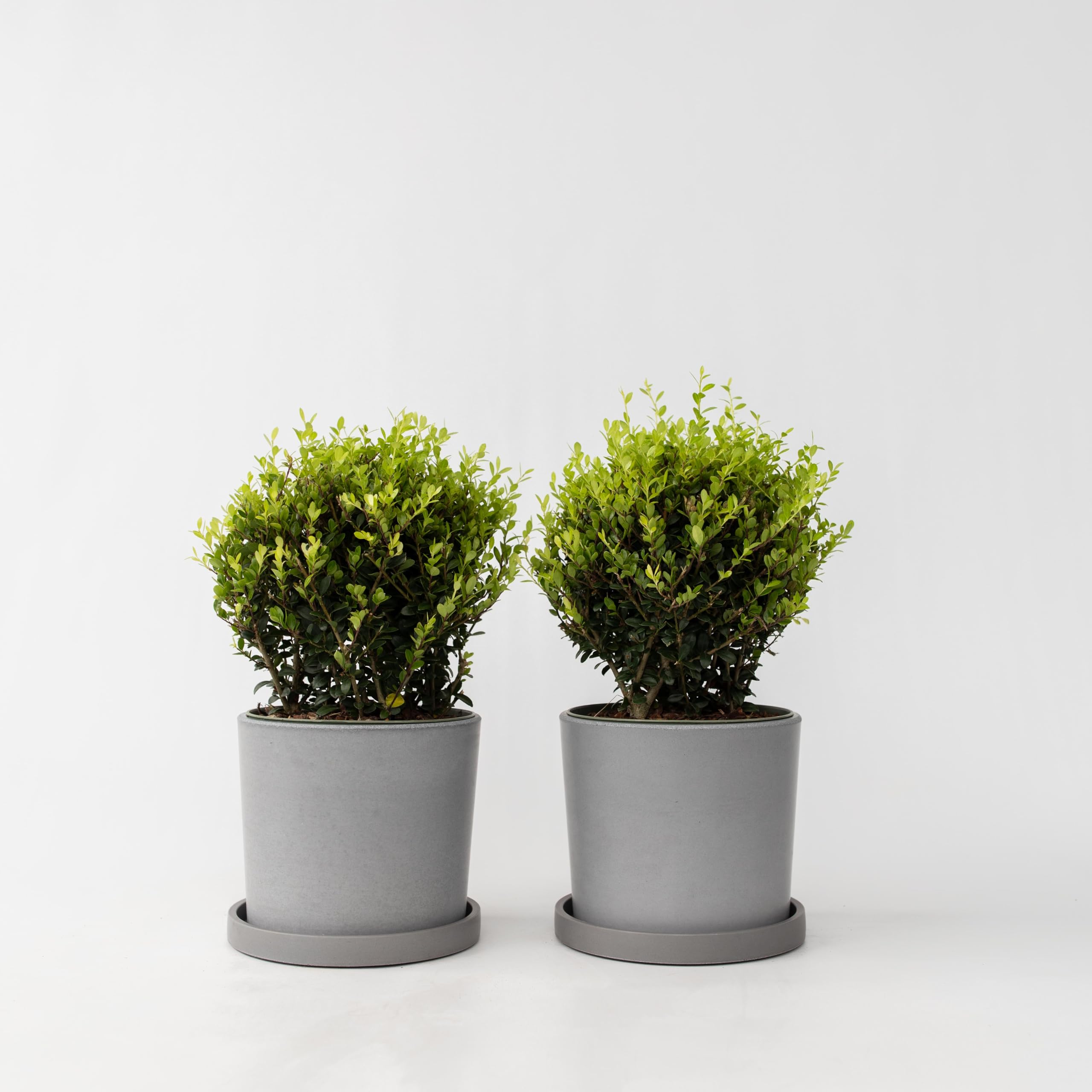 Plant in a Box - Ilex crenata - Forma sferica 'Agrifoglio giapponese' - set da 2 - Sostituto del bosso - Pianta da giardino - ⌀17 cm - Altezza 30-40 cm