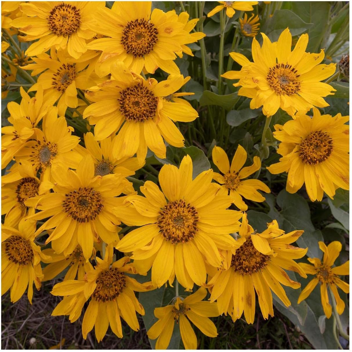 Everwilde Farms - 1/4 Lb Arrowleaf Balsamroot Native Wildflower Seeds - Gold Vault