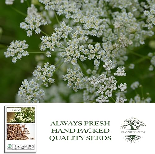 Miniatura 4 de Semillas de hierbas de alcaravea para plantar, más de 250 semillas por paquete, semillas de jardín de Isla (semillas de jardín de Isla), semillas