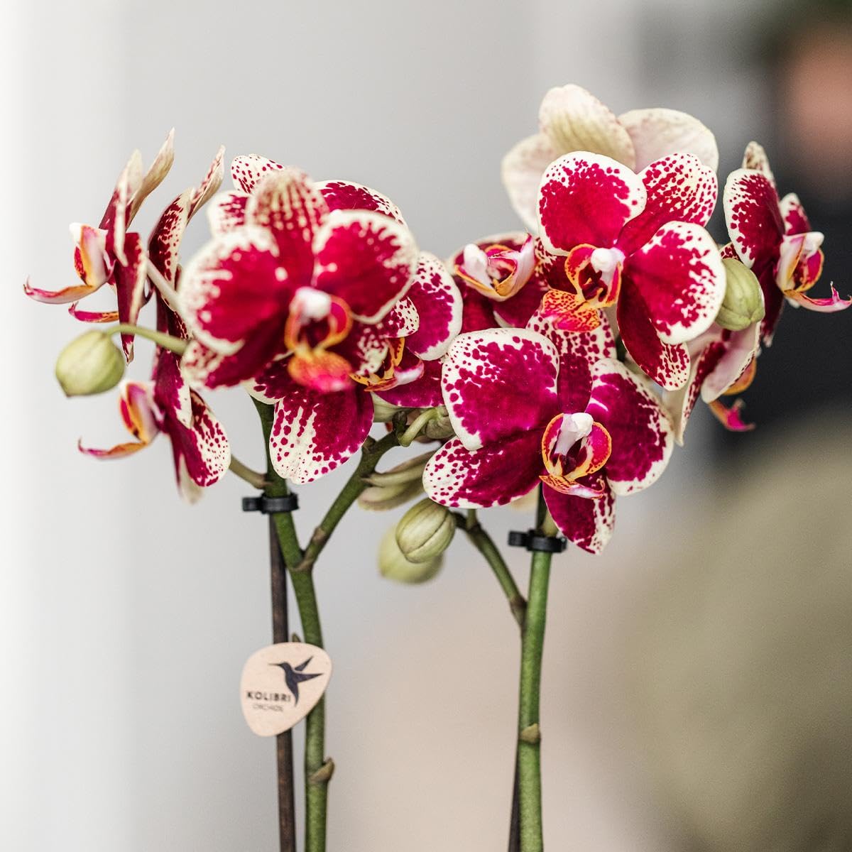 kolibri Orchideen | Gelbe rote Phalaenopsis-Orchidee - Spanien - Topfgre  9cm | blhende Zimmerpflanze - frisch vom Zchter : Amazon.de: Garten