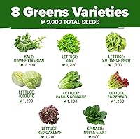 Vista 143 de HOME GROWN Más de 1000 semillas de cilantro para plantar en interiores o exteriores, hierbas tradicionales sin OMG, semillas de plantas de cilantro