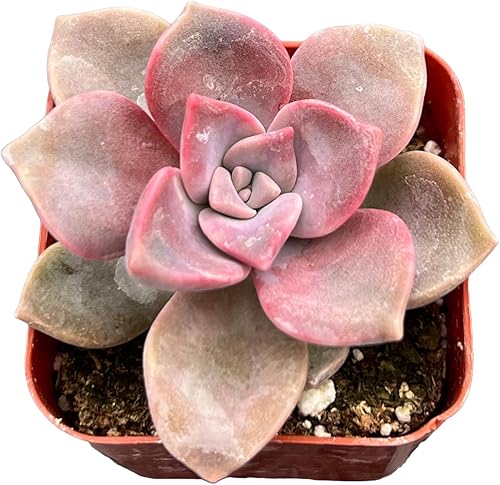 Sprout N Green Graptopetalum 'Purple Delight' en maceta de inicio de 2 pulgadas, planta suculenta viva rara totalmente arraigada en maceta con