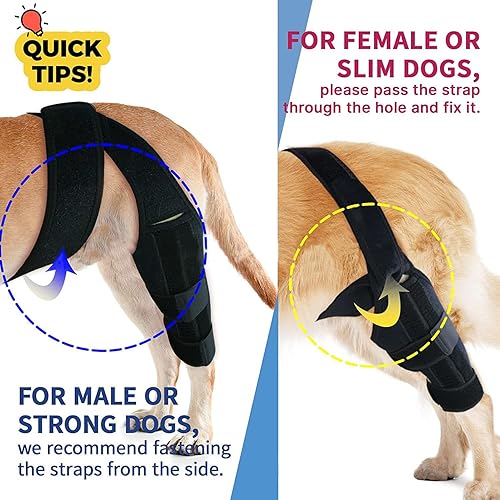 Miniatura 6 de M - Rodillera para perro para desgarro de ACL, rótula luxante y artritis - Soporte ajustable para pierna trasera, ligamento cruzado y recuperación