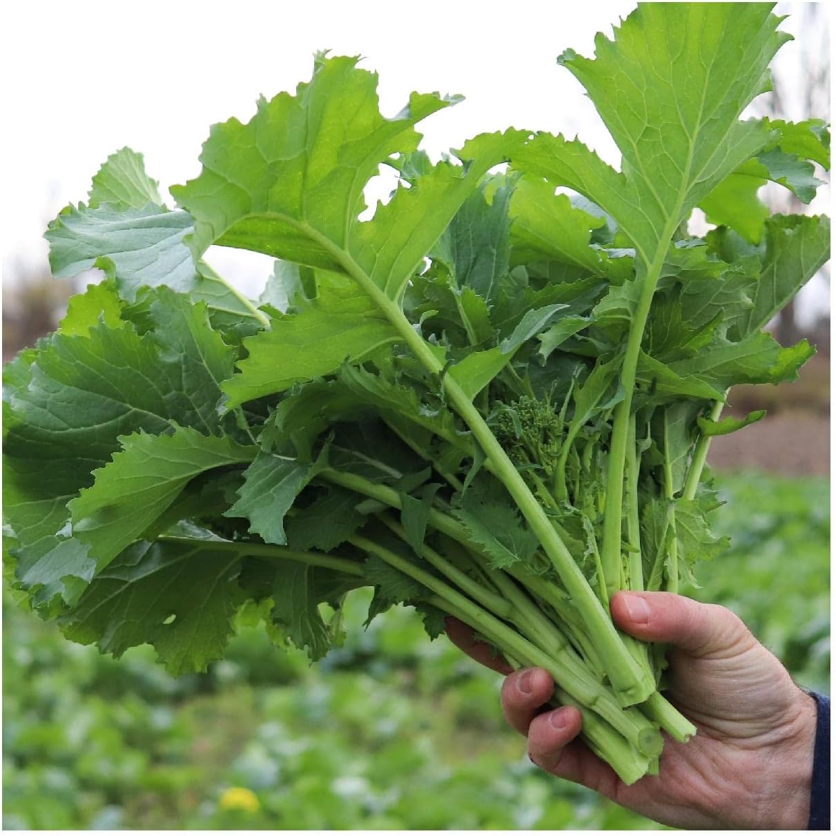 Everwilde Farms - 1/4 Lb Organic Rapinni Spring Raab Broccoli Seeds - Gold Vault