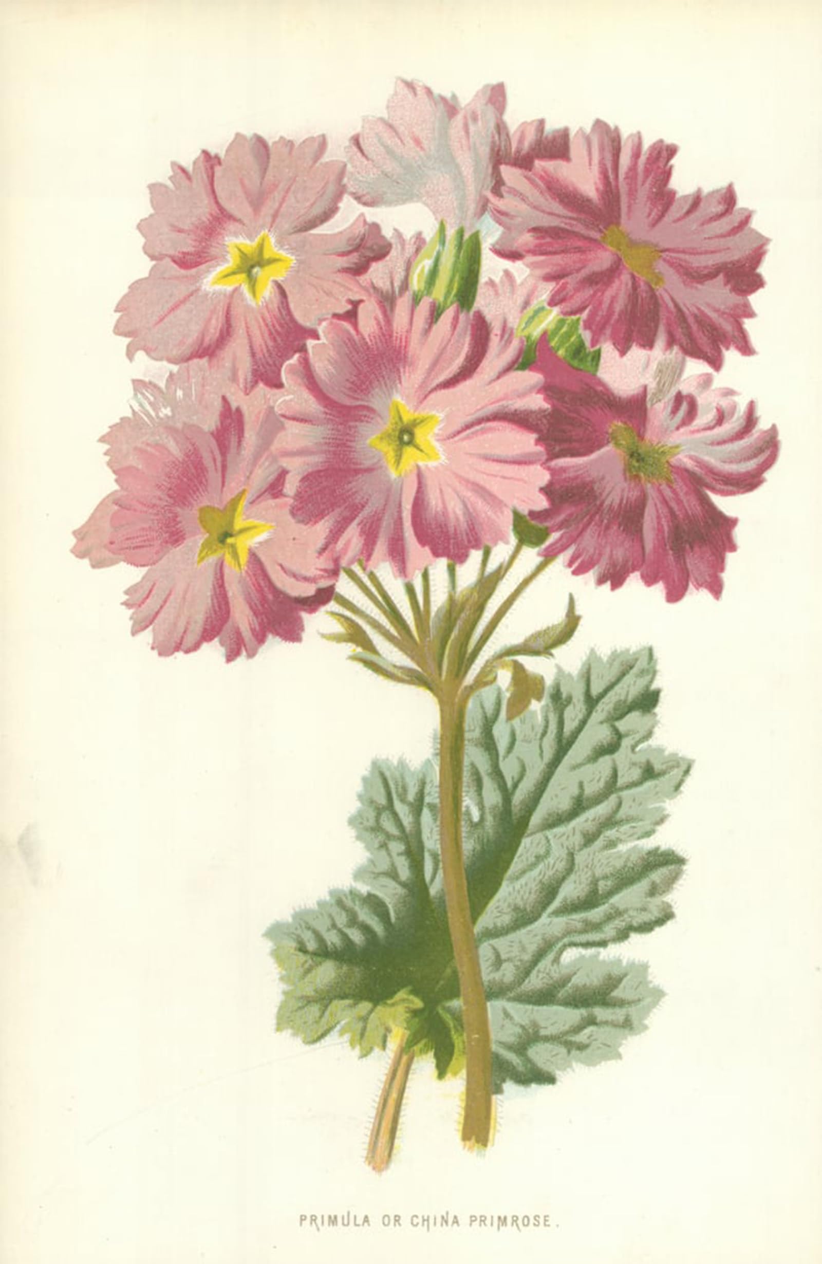 SERENDIPITP Vintage Picture Print on Canvas Wall Art Poster Primula or China Primrose by Frederick Edward Hulme Artwork Print Poster for Wall Decor 60x90cm