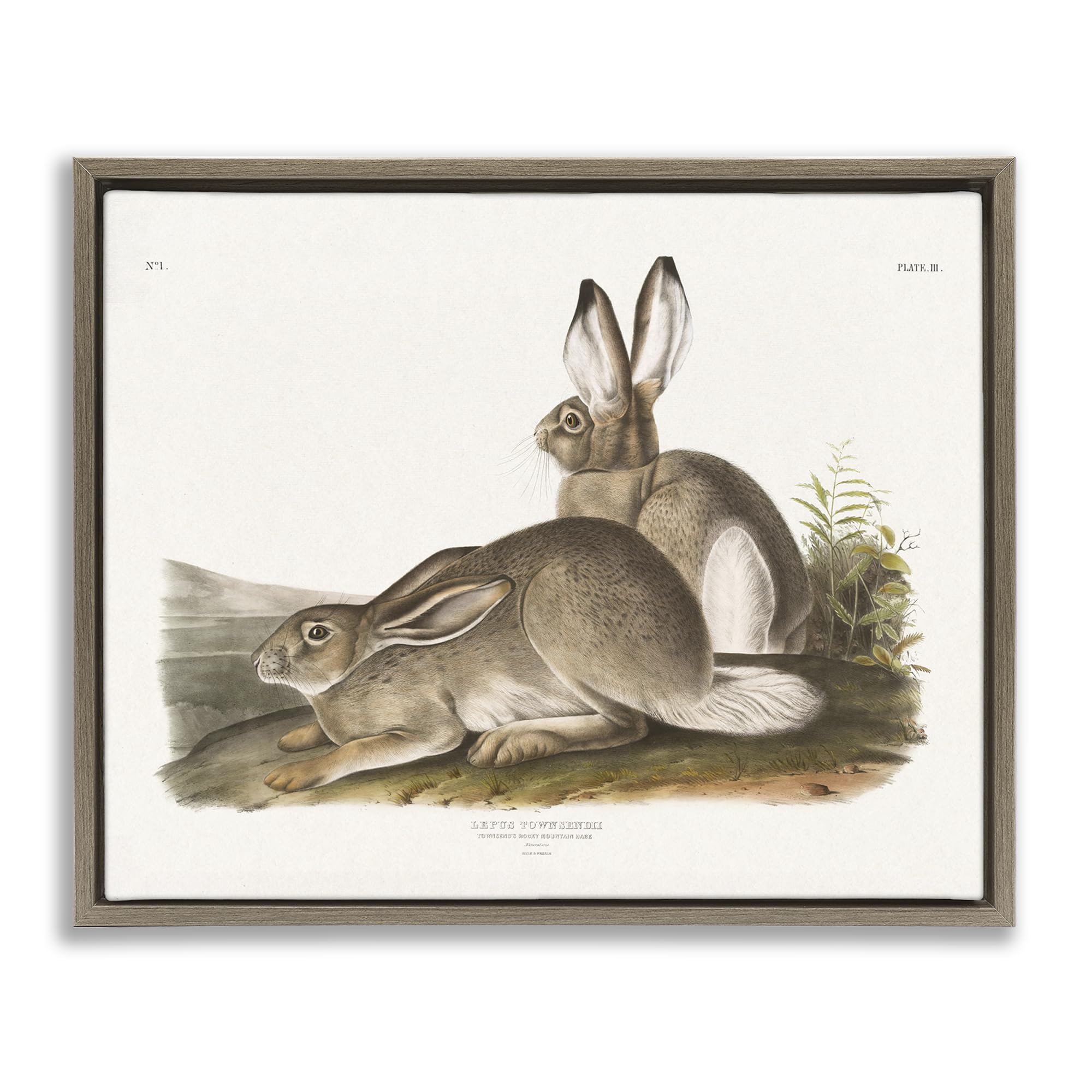 Stupell Industries Traditional Cottage Hare Framed Floater Canvas Wall Art Design by Wild Apple Portfolio