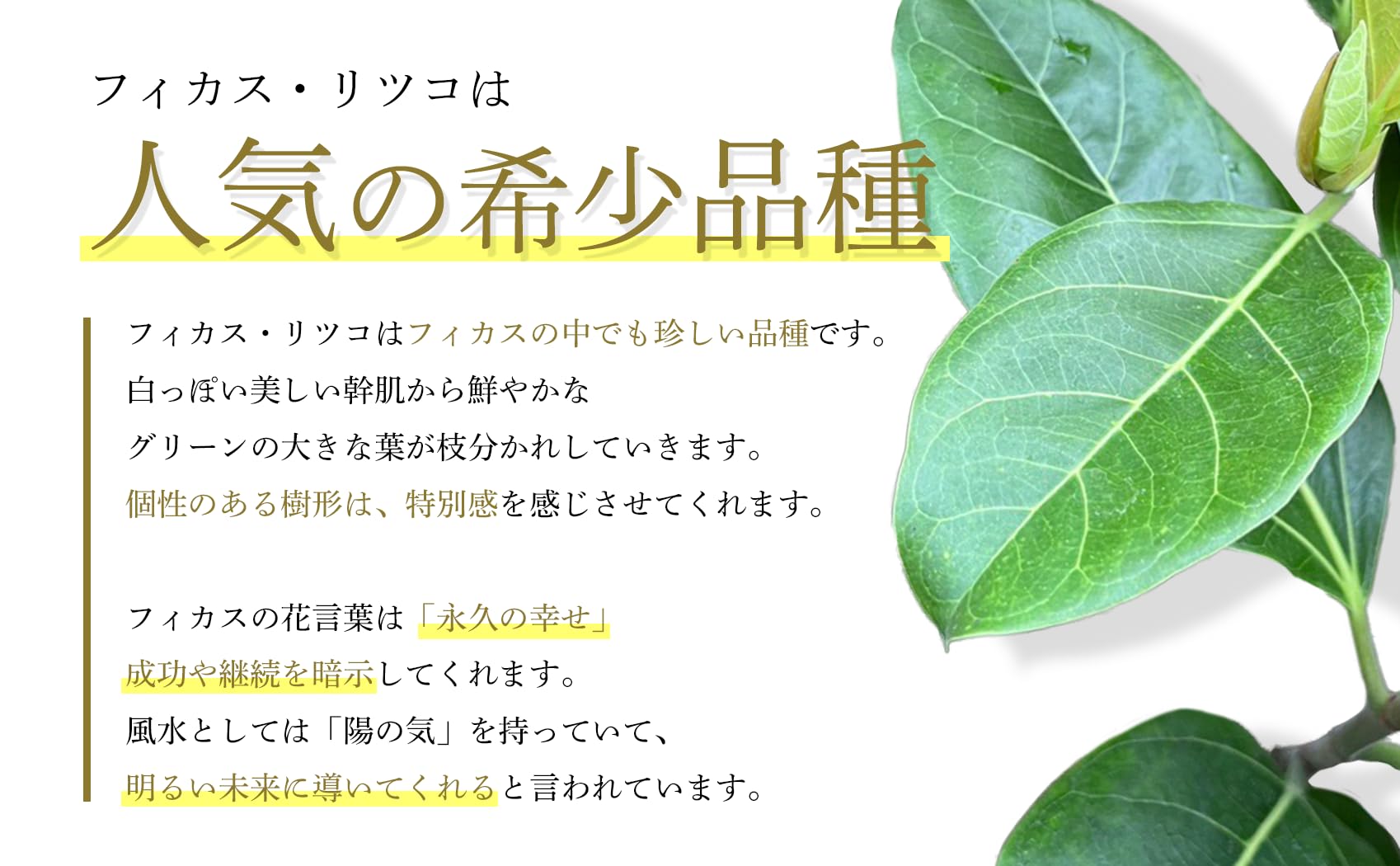 Amazon｜フィカス 大型 観葉植物 南の国 鹿児島 庭 エントランス用