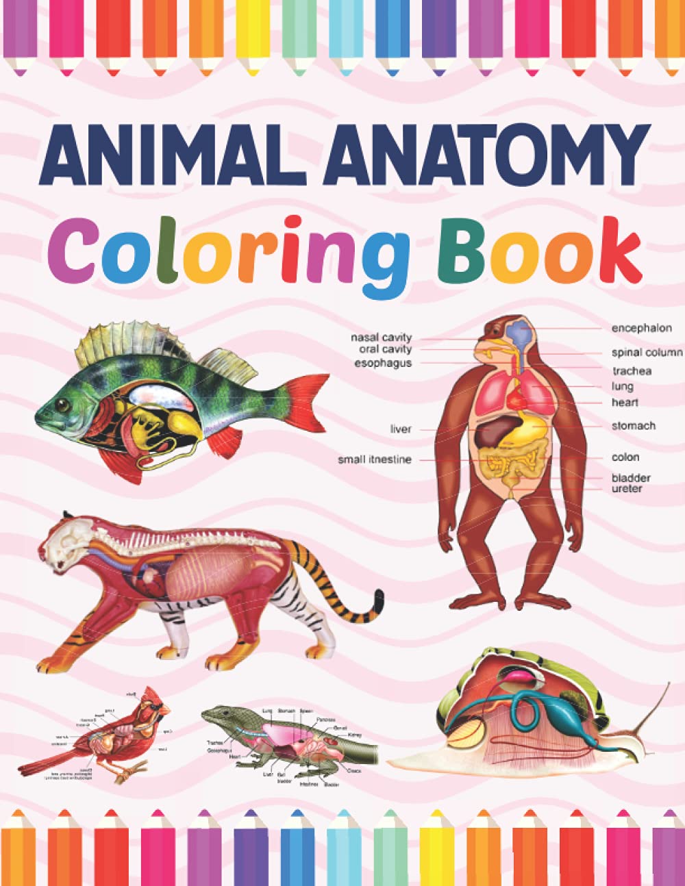 Buy Animal Anatomy Coloring Book The New Surprising Magnificent