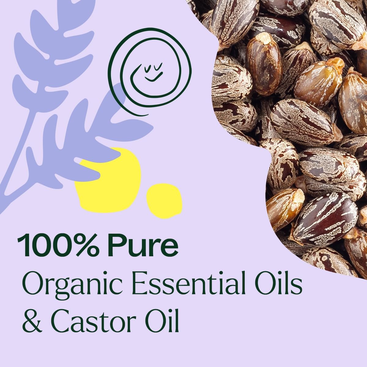 Plant Therapy Organic Lavender & Frankincense Castor Body Oil Roll-On 30 mL (1 oz) Soothes Dryness, and Skin Irritation, Calming Aroma, Relaxation, Pure, Organic Formula, Healing Benefits - Image 5