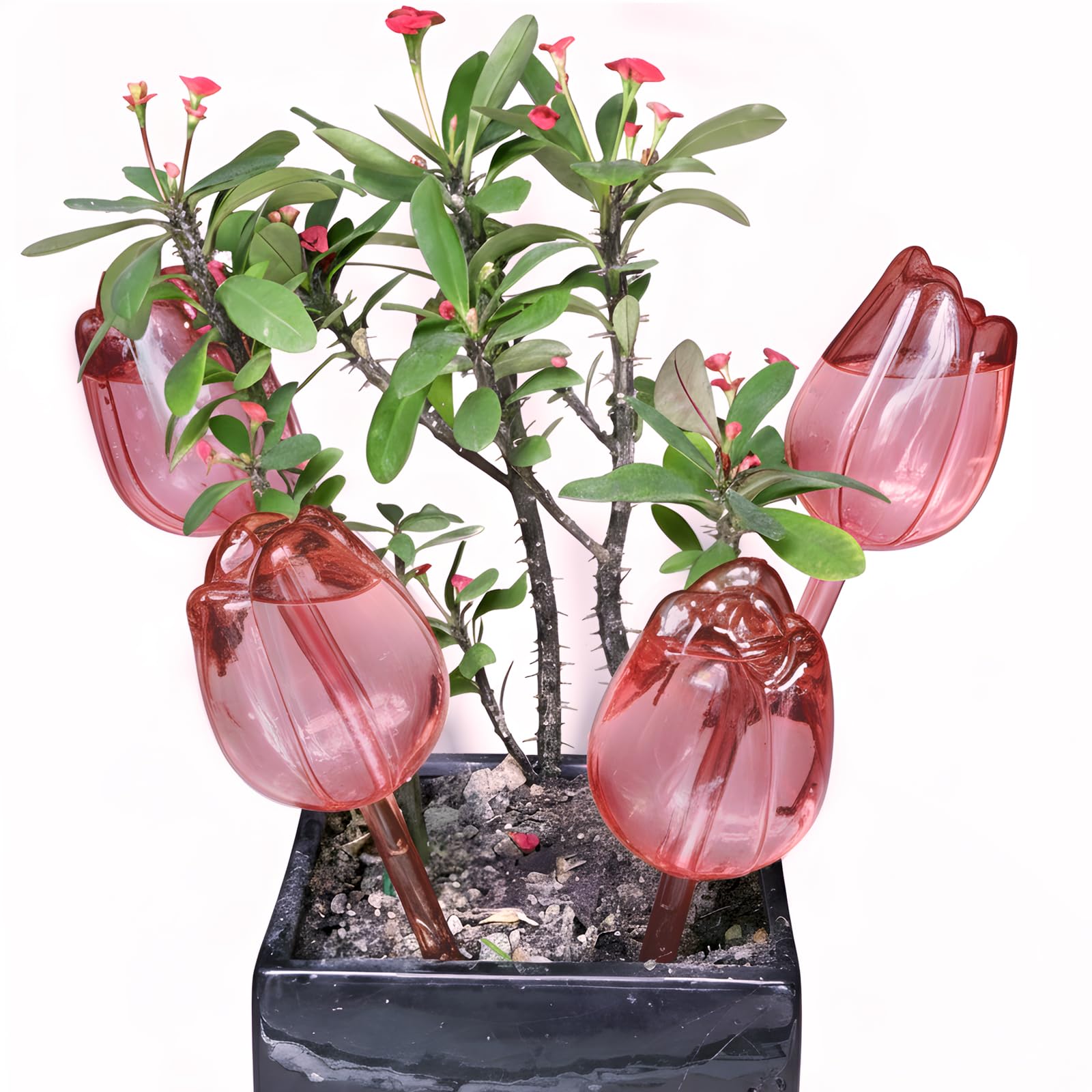EWENYS 4 Pack Plant Self Watering Bulbs, Self Watering Globes for Holiday Plant Watering, Self Drip Irrigation Device for Indoor (Clear,Champagne Rose)