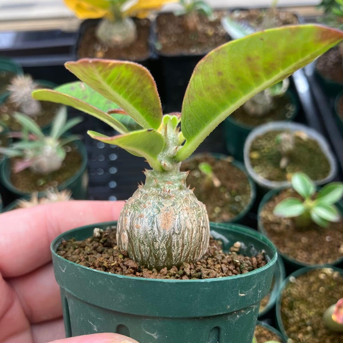 Amazon｜パキポディウム ウィンゾリー 実生 まん丸 塊根植物