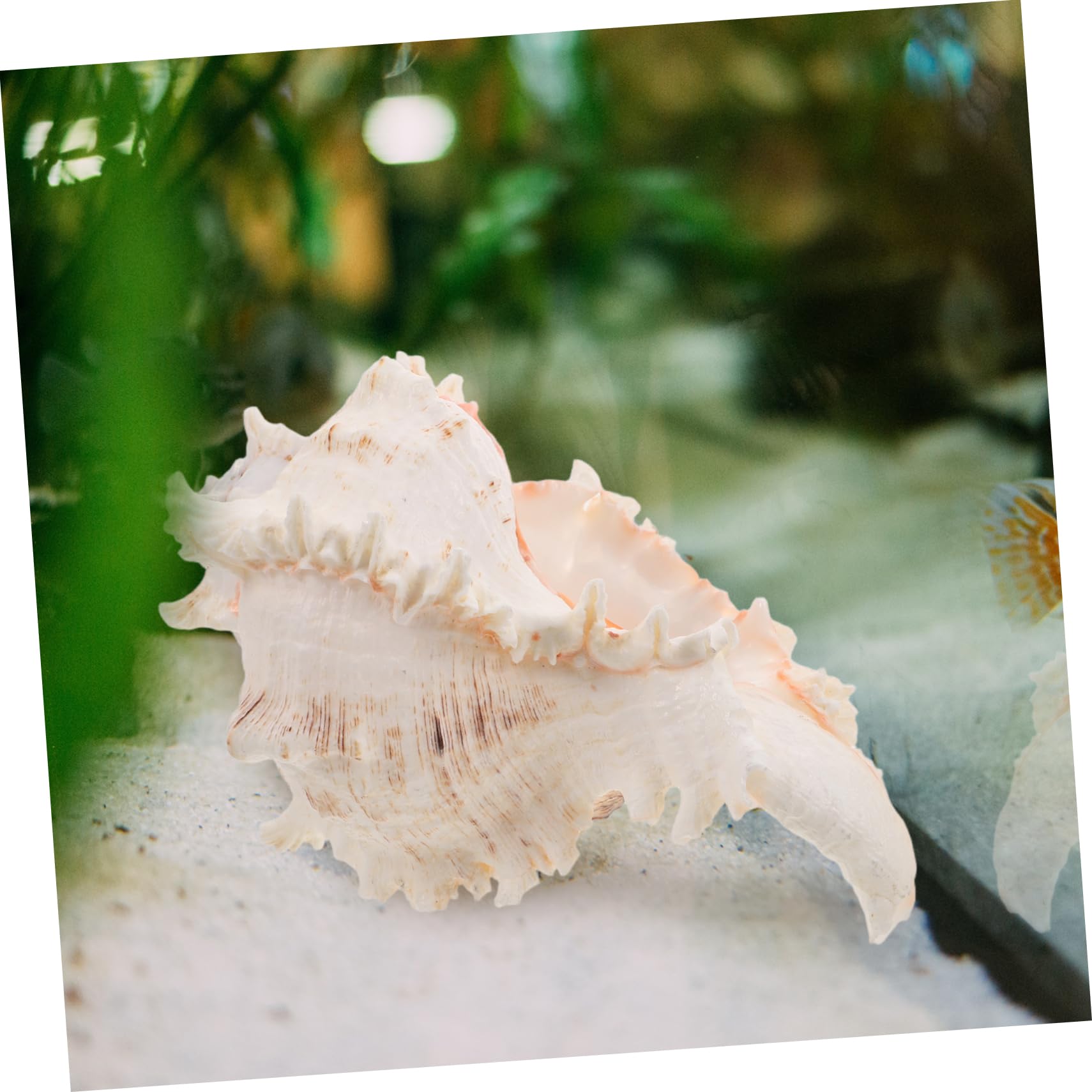 ULTECHNOVO Conchiglia Naturale Grande per Decorazioni Spiaggia e Feste Matrimonio Decorazione Versatile in Conchiglia per Acquario o Centrotavola