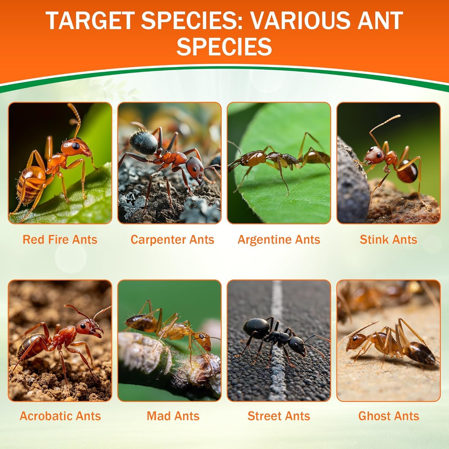 60 Pack Ant Bait Stations Indoor & Outdoor Use, Mess-Free Ant Traps for Home Kitchen Garden - Image 4