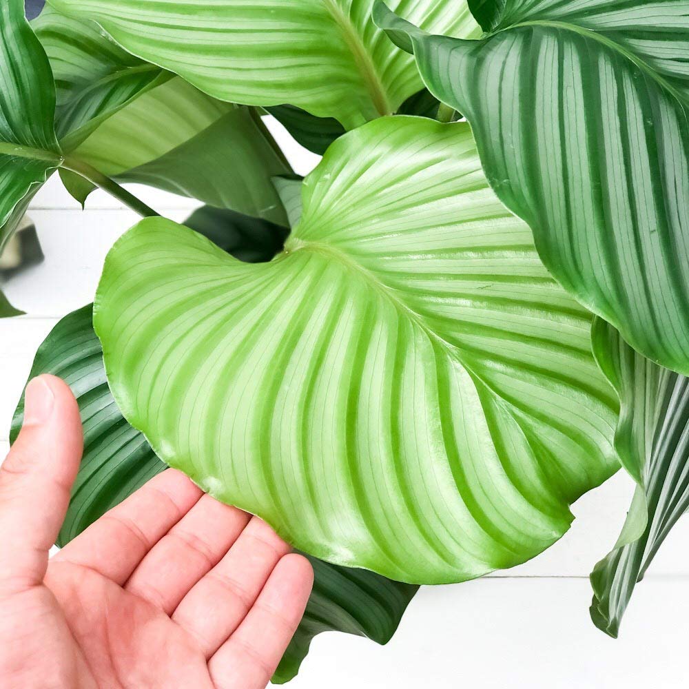 Amazon.co.jp: PLANCHU 観葉植物 カラテア オルビフォリア 6号鉢