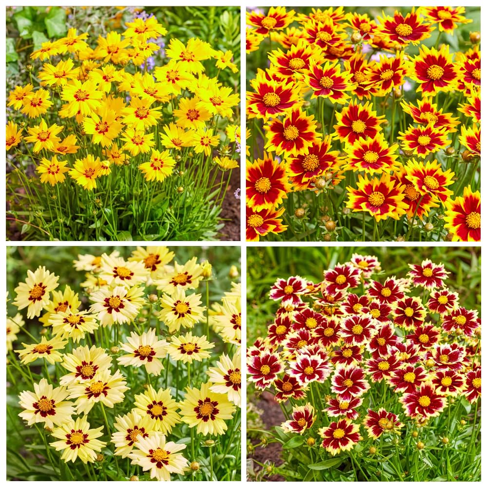Photo 1 of 200+Coreopsis Flower Seeds for Planting Outdoor- Perennial Coreopsis Plains Seeds Plant to Wildflower Garden- Non-GMO Heirloom