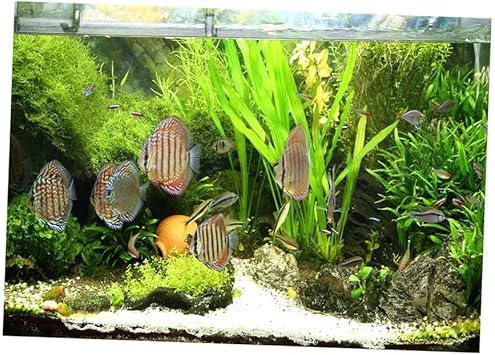 Amazon B Baosity 水族館の背景ステッカー 片面の壁紙水槽の背景水草 魚 Xxl B Baosity バックグラウンド 背景 通販 Amazon B Baosity 水族館の背景ステッカー 片面の壁紙水槽の背景水草 魚 Xxl B Baosity バックグラウンド 背景 通販