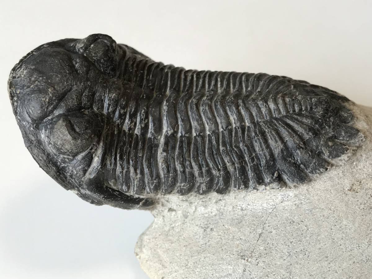 三葉虫モロッコ②Hollardops?ホラドプス 三葉虫モロッコ②Hollardops?ホラドプス HollardopsT30-3.jpg