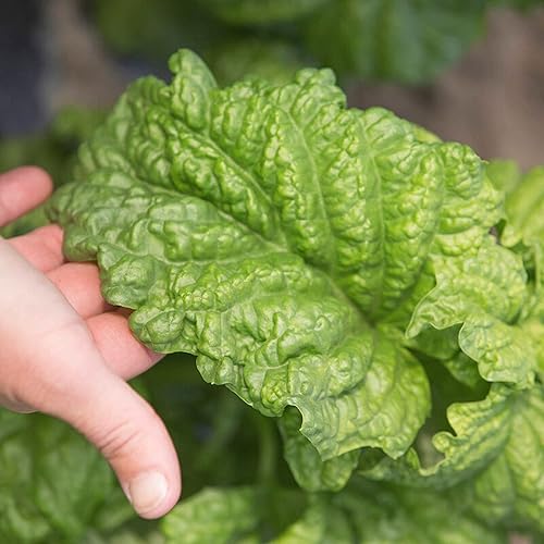 Miniatura 1 de CHUXAY GARDEN 1000 semillas de hoja de lechuga y albahaca, hojas enormes Ocimum Basilicum sabor único suave hierba culinaria dulce planta comestible