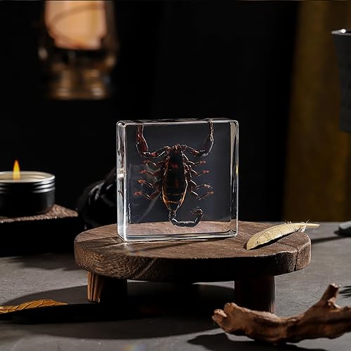 Miniatura 30 de Espécimen de esqueleto de murciélago real en resina para educación científica en el aula, gran regalo para fanáticos de la taxidermia, cráneo