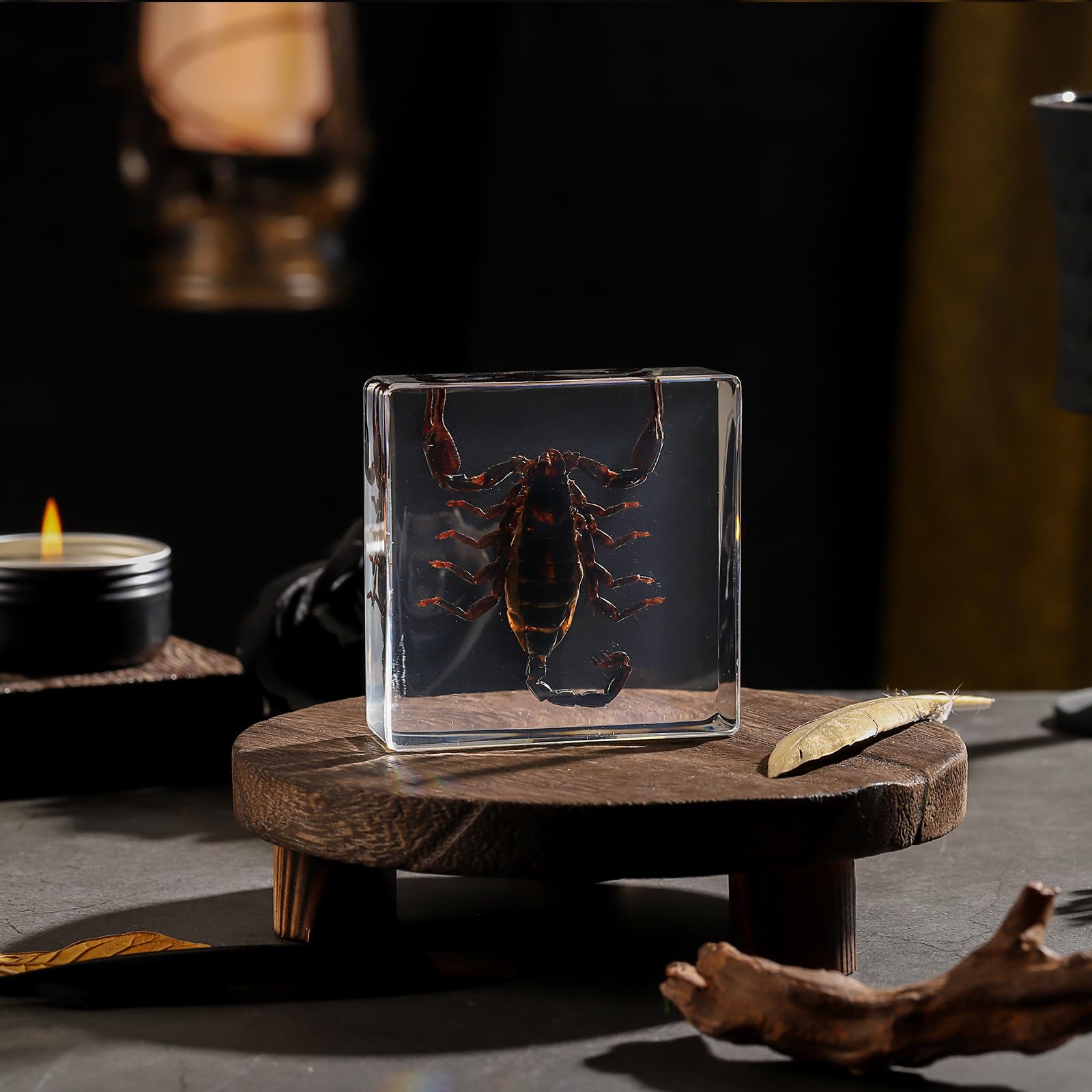 Taxidermy Scorpion, Real Scorpion Specimens Animal Specimen in Resin for Science Classroom Science Education, Great Gift for Fans of Taxidermy, Animal