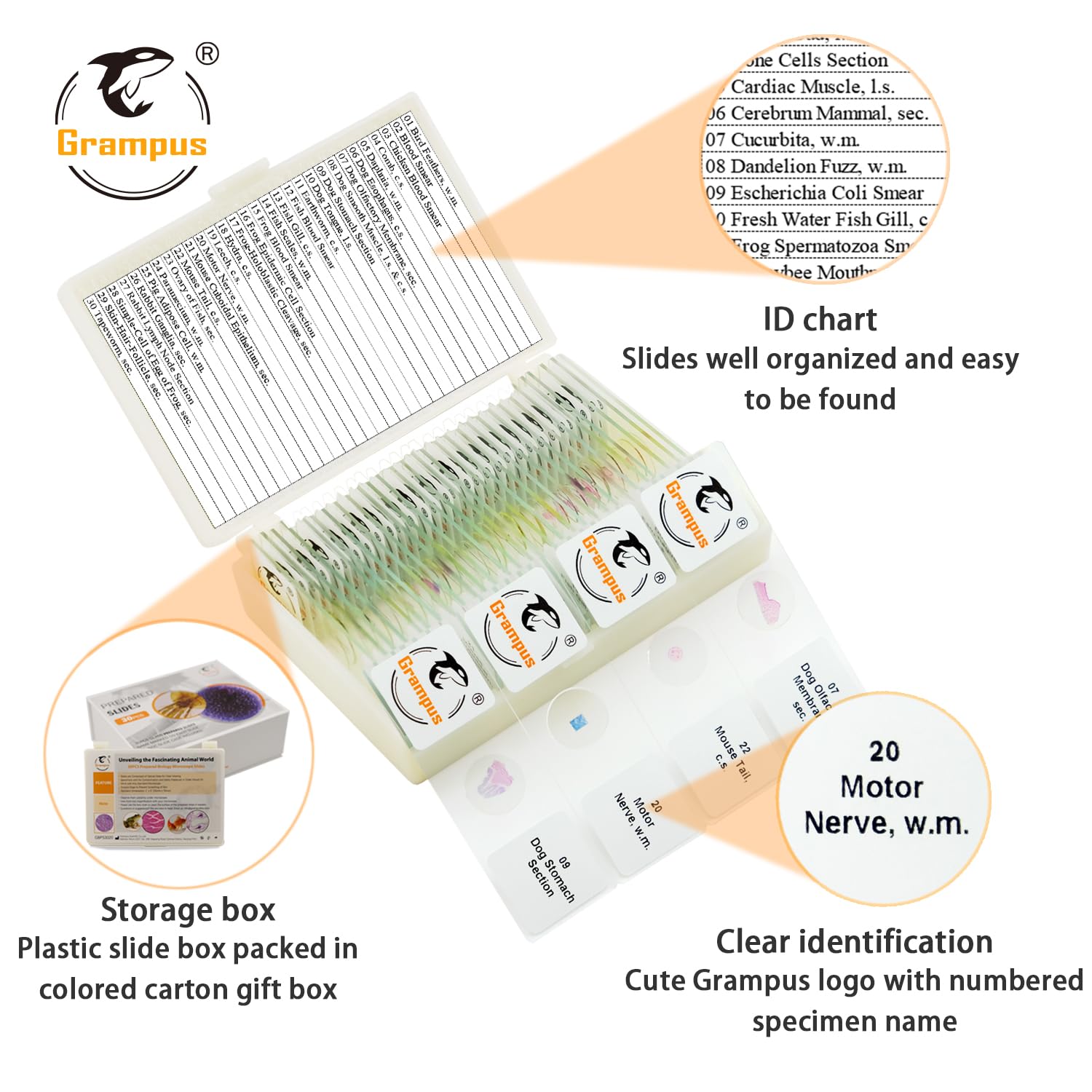 30 Prepared Microscope Slides with Specimens for Kids Students-Animal and Plant Microscope Slide Sets - Random Delivery (Either One Set) for Biological Lab, Children's Science Education, Homeschooling - Image 4