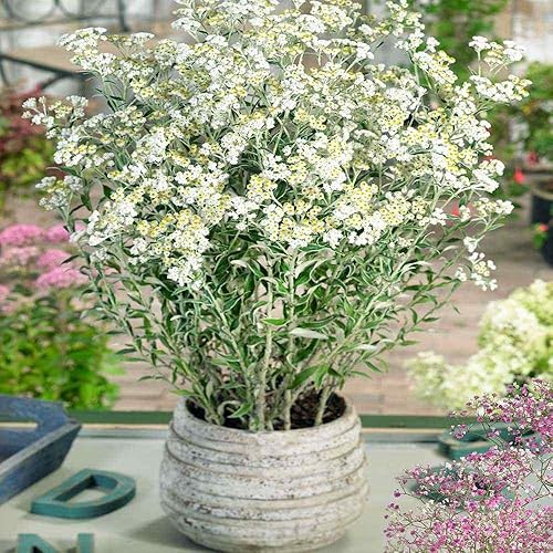 Outsidepride Semillas perennes anaphalis margaritacea perennes perennes de flores de jardín - 500 semillas