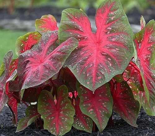 Miniatura 2 de Bombillas de caladio Red Flash, una bombilla de tamaño superior, follaje rojo y verde vibrante, resistentes en las zonas 9-11, perfectas para