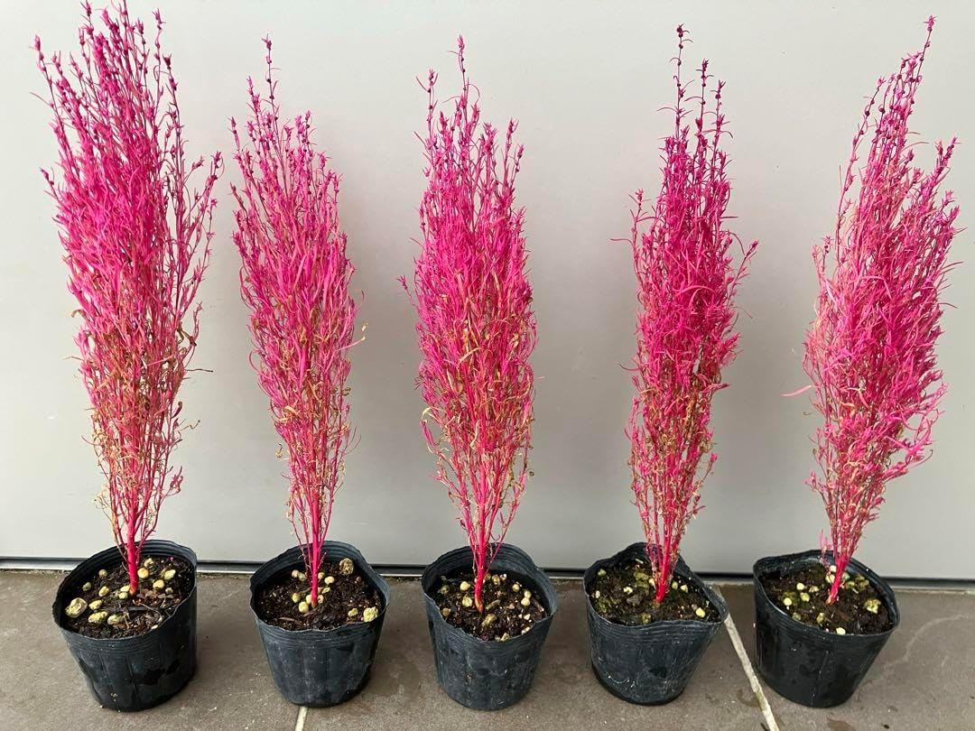 洋梨苗木♪ ル レクチェ&ラ フランス2鉢 洋梨の苗木 ル・レクチェ 洋梨苗木♪ ル レクチェ&ラ フランス2鉢 洋梨の苗木 ル・レクチェ