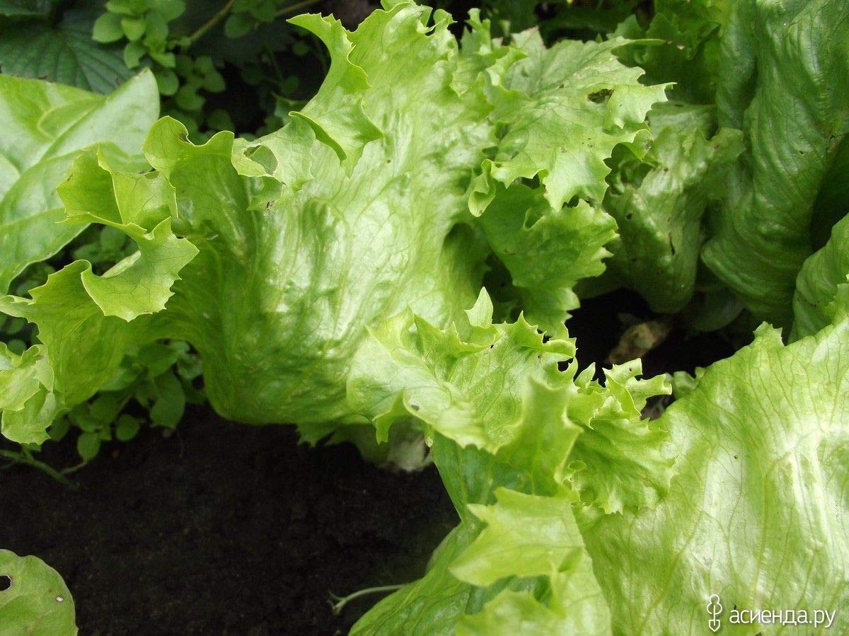 Semi Di Lattuga Iceberg - 150 Semi Biologici E Riproducibili