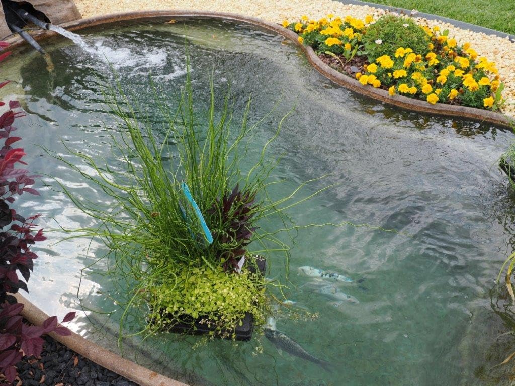 ISOLA GALLEGGIANTE CON PIANTE OSSIGENANTI PURIFICANTI MISTE PER LAGHETTO ORNAMENTALE ANCHE CON PESCI