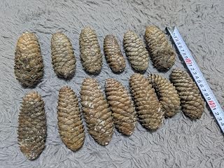 ドイツトウヒ 松ぼっくり 13個 ガーデニング 園芸用品