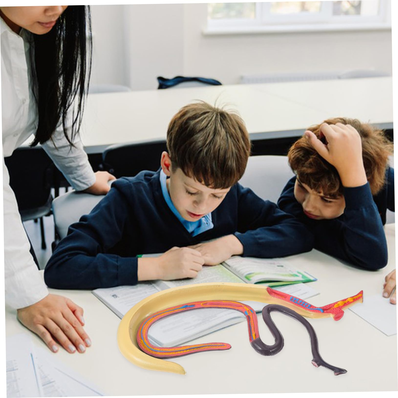 Alipis Modello Anatomico Schistosoma Per Studio e Insegnamento Materiale Scientifico Supporto Didattico Per Animali