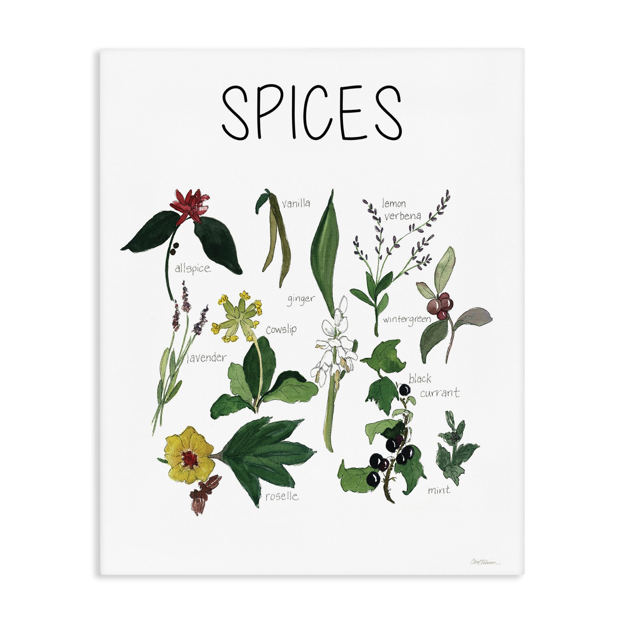 Stupell Industries Unframed Spices Identification Chart Botanical Leaf, 24 X 30 Inch Canvas Wall Art