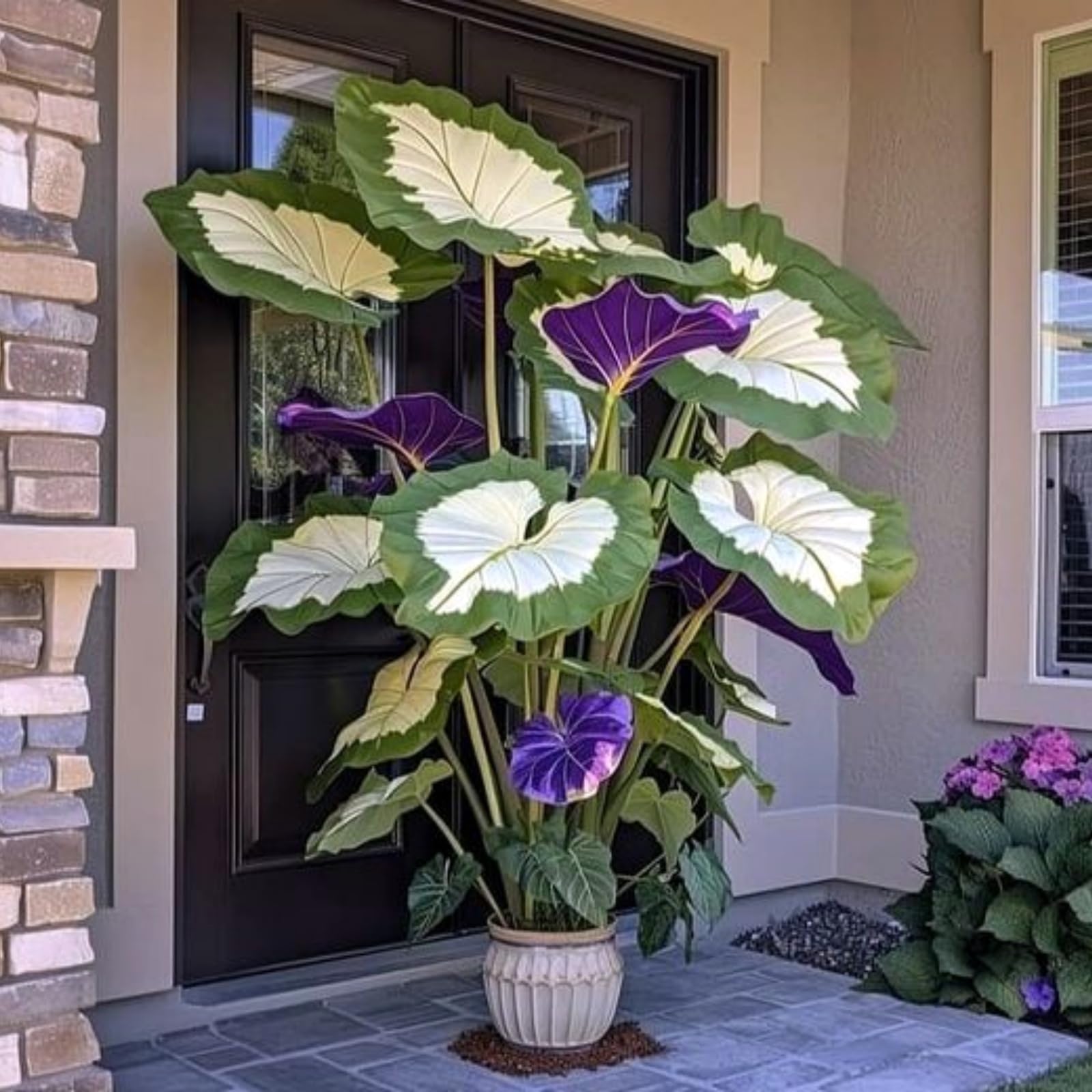 Bulk Elephant Ear Bulbs for Planting, Hardy Perennial, Excellent Display, Mix Greening Flower, Natural Organic, Wedding, Balcony Garden-15 Bulbs-D