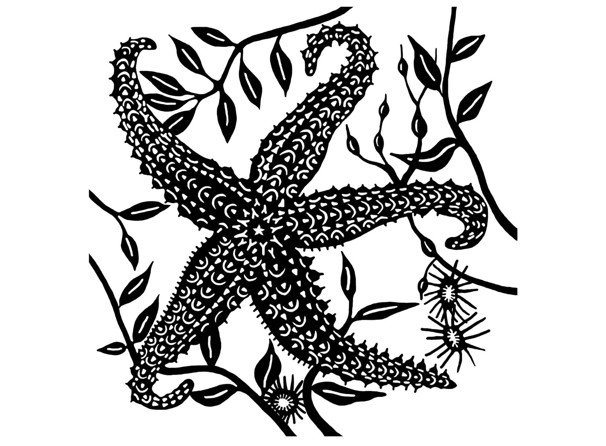 Ocean Starfish 2 pcs 4