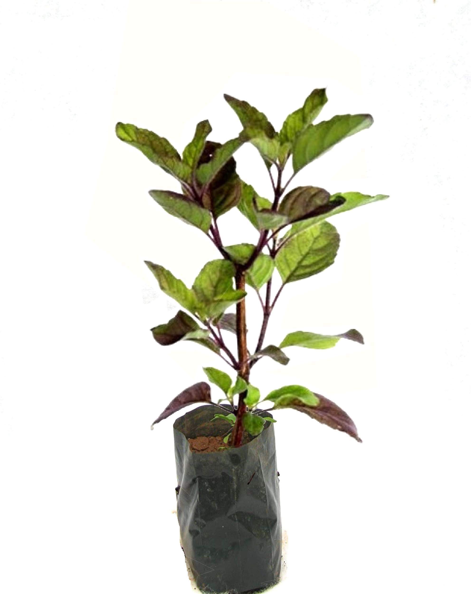 Black Tulsi Plant (Shyam Tulsi) Black Basil (B08Q2WCK61) Amazon Price History, Amazon Price Tracker