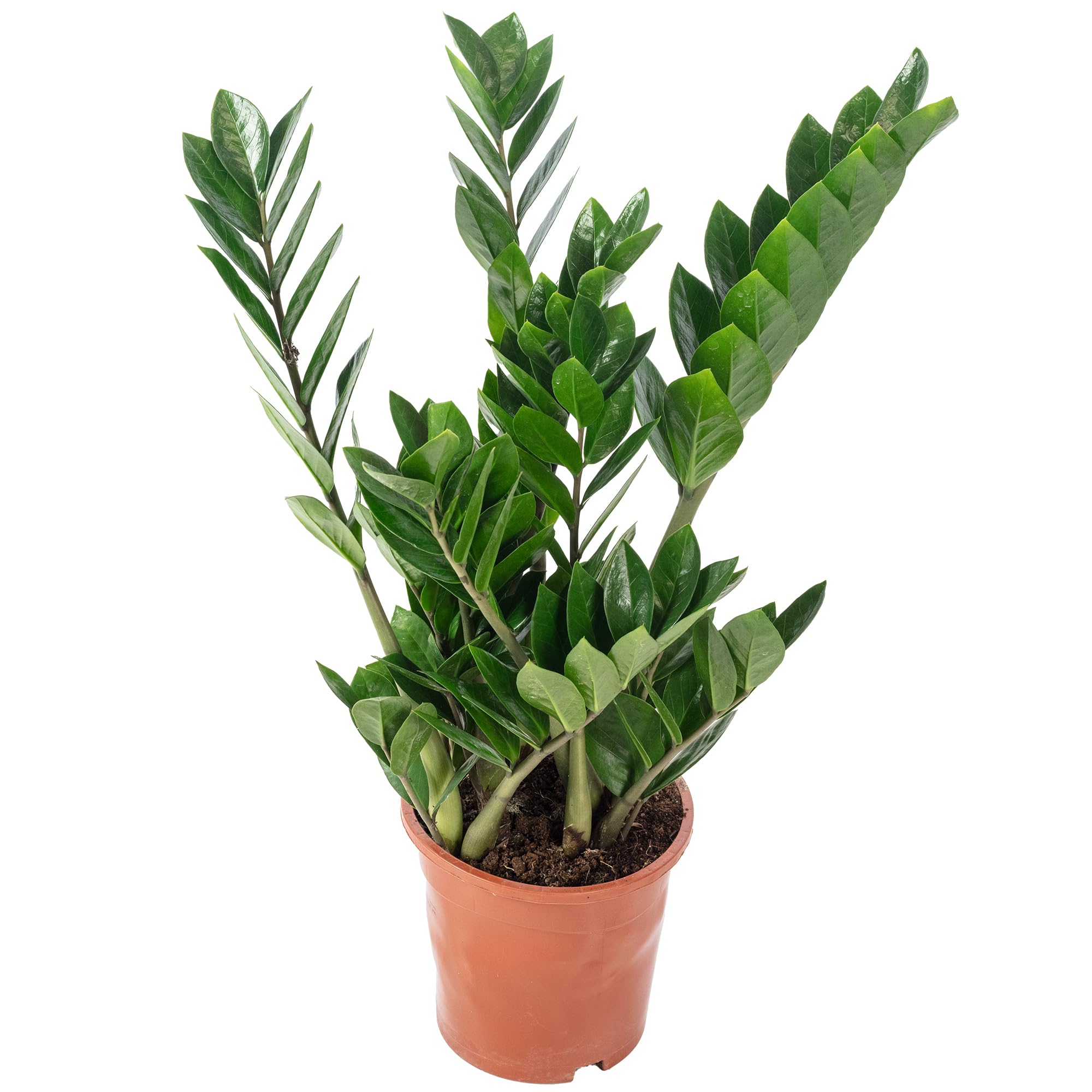 Glücksfeder - pflegeleichte Zimmerpflanze, Zamioculcas zamiifolia 3+ - Höhe ca. 55 cm, Topf-Ø 17 cm