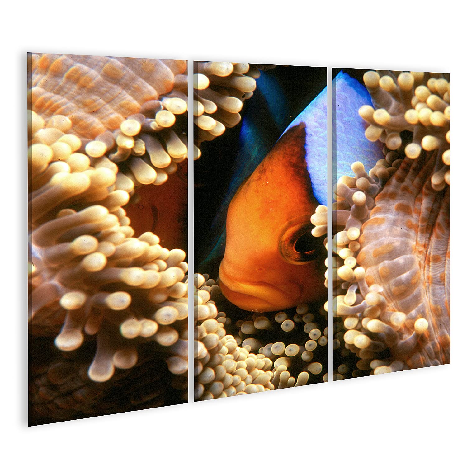 islandburner Prime Bild auf Leinwand Nemo Clownfisch Anemonenfisch Aquaristik Landschaften Städte Bilder Wandbilder Poster