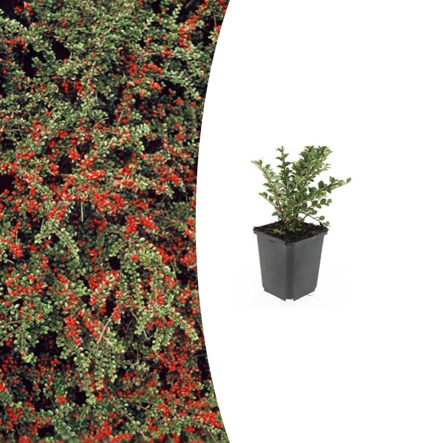 Cotoneaster horizontalis | 6 piezas - 10-25cm - Ø9cm - Planta de jardín