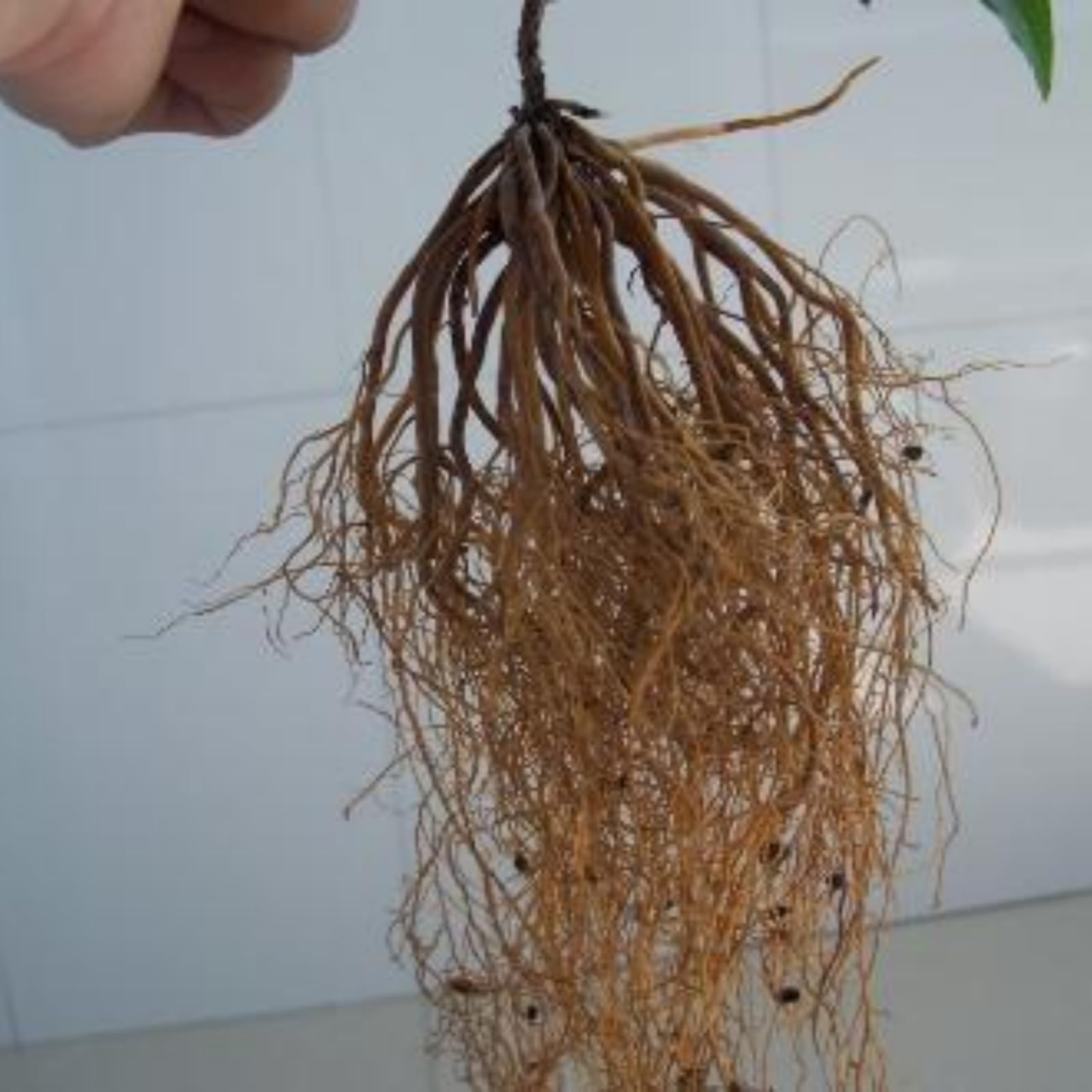 Raíz de clemátide. Resistente al frío, trepadora. "El Rey de Fujimoto". Cultivo de jardín.Adaptable.-4 Bulbos-A